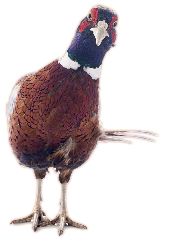 sw-mn-hung-pheasant