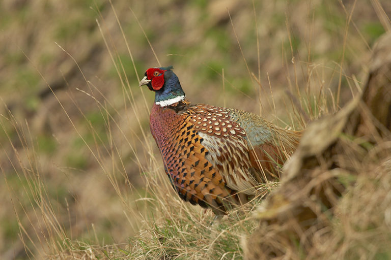 Minnesota s pheasant hunt The best is yet to come Hunt