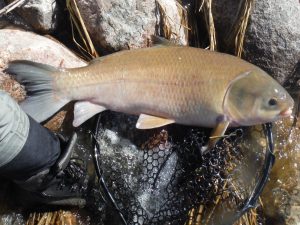 Buffalow – This large buffalo was an unusual hook-in-mouth catch on the fly rod while angling for spring pike.  (Simonson Photo)