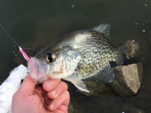 One of a handful of crappies caught with a Clouser minnow on a late afternoon trip to Nelson Lake near Center, ND. The lake is generally ice free all year thanks to the nearby power plant which uses the impoundment’s water for cooling purposes.