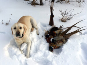 Dog (lab) posed with 3 Pheasant's