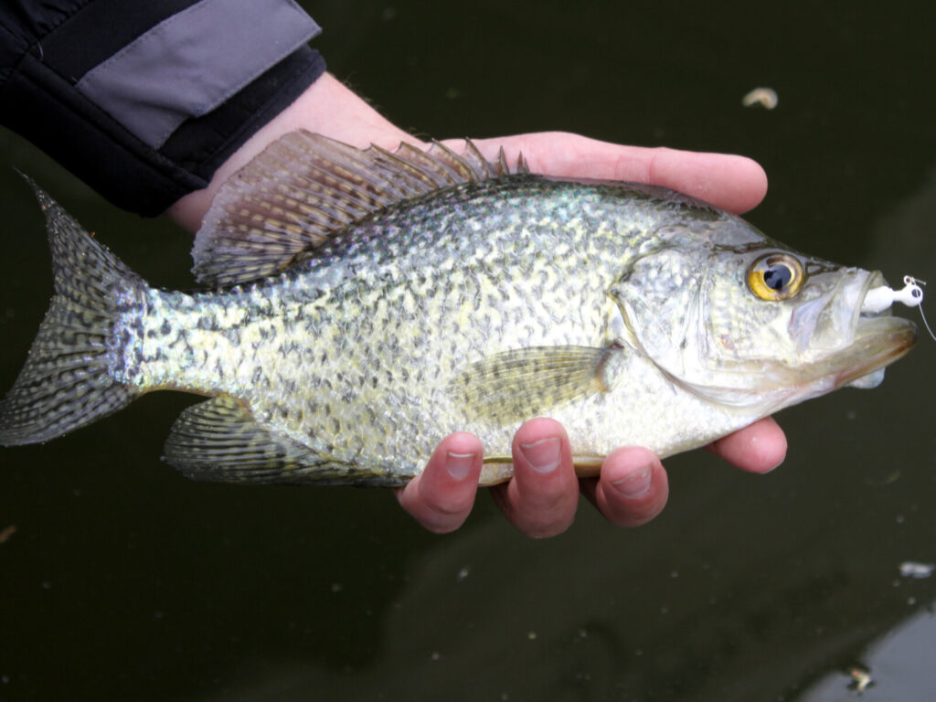 Crappies are one of the first species to make a move toward their spring spawning grounds.  Look for them in the shallows around old reed beds and turn them with a well placed tube.