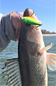 While the walleyes were taking to crankbaits, they weren’t necessarily the author’s on a recent river fishing trip. Simonson Photo.