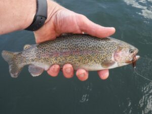 TroutRBBugger.jpg – A set of brown woolly buggers with cream tails did the trick for tons of trout, like this colorful rainbow, for the author and his friend. Simonson Photo.