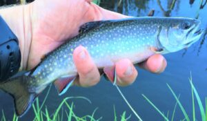 This large brookie was the biggest encountered along the small stream and filled out the first position in the author’s quest for a trout trifecta.
