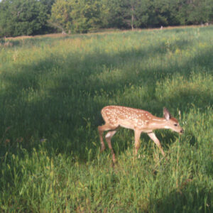 A fawn makes its way through the late-summer grasses near the author’s stand. Simonson Photo.