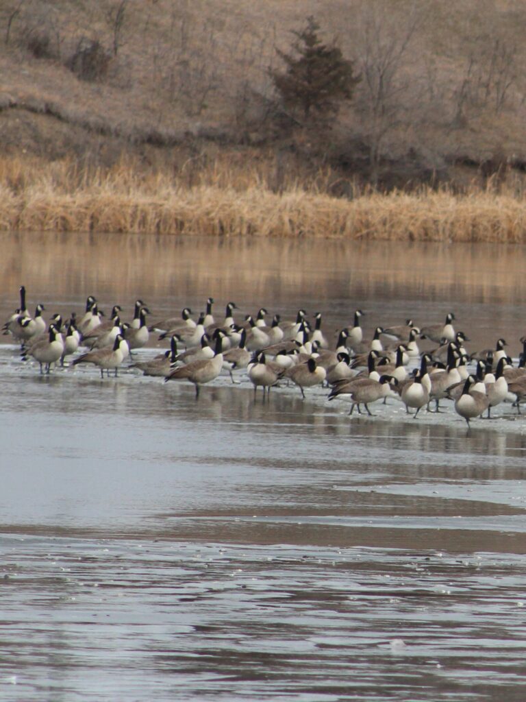 Very Thin Ice. Migrating geese will linger in a stretch of open water slowing the formation of solid ice in that staging area and impacting thickness from one spot to another under the first coating of snow. Simonson Photo.