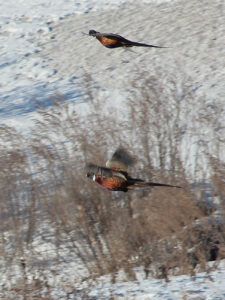 Seeing where birds will relate in late season comes with experience in the field. Simonson Photo.