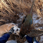 The author’s lab, Ole, retrieves a late season rooster from a cattail slough. Simonson Photo.
