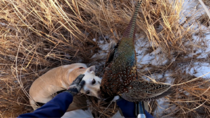 The author’s lab, Ole, retrieves a late season rooster from a cattail slough. Simonson Photo.