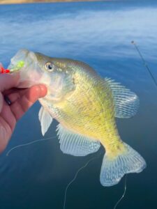 Spring Fling. The author caught this very light colored white crappie on an open water outing as temperatures allowed for time on a nearby power plant lake. Simonson Photo.