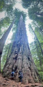 High Hopes. The author’s boys play around the trunk of a redwood tree in the Ladybird Johnson Grove of the Redwood National Forest. Simonson Photo.