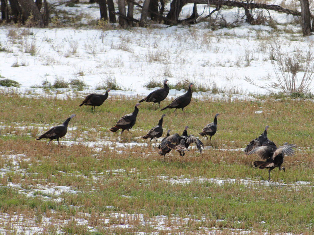 Spring Stroll. Wild turkeys make their way through the receding snow in the relative morning calm before spring gusts return. Knowing how the shift in winds can influence animal behavior will help with future hunting efforts. Simonson Photo.