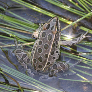 Hope Hops. A northern leopard frog relaxes in the sunny vegetation alongside a small creek. Identifying those living creatures – from fish to frogs to foxes to ferns – is a vital part of understanding ecology, and oftentimes helps with success in angling and hunting. Simonson Photo.