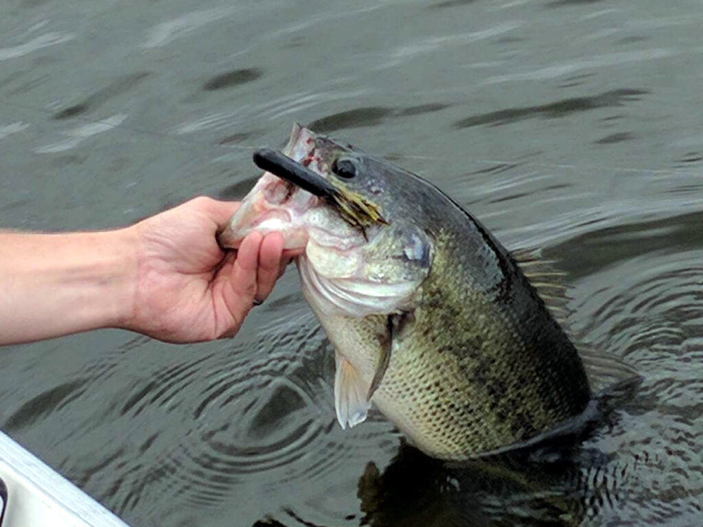 Garlic-scented tubes trigger in the author memories and excitement for summer outings to come chasing largemouth bass. Simonson Photo.