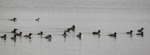 Loons group up in calm morning waters ahead of their migration at the end of the month. Simonson Photo.