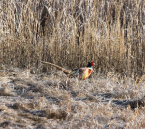 Ringneck pheasants are the ultimate upland edge bird. Depending on conditions, they’ll utilize heavier cover to stay warm and then move into lighter grasses as the day progresses and temperatures rise. Knowing their preferred habitat and feeding schedule will help hunters find more success. Simonson Photo. [[Set near bottom of article]]