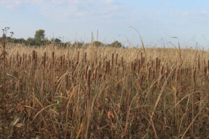Deep Cover. Cattail sloughs provide challenging walks and havens for pheasants and other wildlife. Simonson Photo.