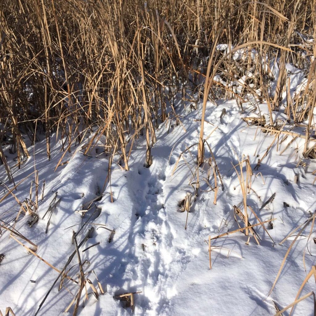 Good signs. Pheasant tracks leading into cattails provide late season upland hunters with the reassurance that birds are around, and a flushing rooster could be the reward for a challenging walk through snow and heavy cover. Simonson Photo.