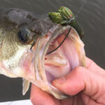 While a wide variety of baits exist to catch fish of all types, having those one or two go-to options on hand – like a four-inch tube for this largemouth bass - helps keep things simple, no matter what part of spring fishing you’re engaged in. Simonson Photo.
