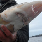 Scent Sensors. Catfish and lake sturgeon, like the one pictured here, utilize their barbels (the small whiskers around their mouths) to pick up the underwater odor of food. Scent additives for angling may be more effective on them, when compared with other species in our region. Simonson Photo.