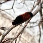 The author encountered this woolly bear caterpillar while looking over a favorite flow. Simonson Photo.