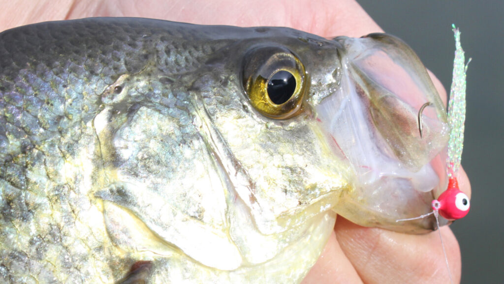 Looks Good! A well-proportioned and well-dressed jig caught the eye of this nice spring crappie. Simonson Photo.