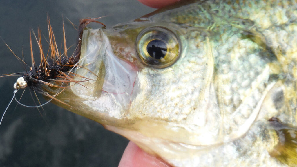 Crappies will take to flashy woolly buggers on the fly rod and make a great warm-water target. Simonson Photo.