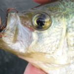 Crappies will take to flashy woolly buggers on the fly rod and make a great warm-water target. Simonson Photo.