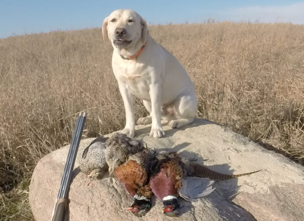 Like a Rock. The author’s lab had a notable weight increase after a weather-shortened hunting season last autumn, where pursuit of grouse and pheasants and the effort required (along with calorie burn) was limited. Simonson Photo.