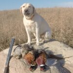 Like a Rock. The author’s lab had a notable weight increase after a weather-shortened hunting season last autumn, where pursuit of grouse and pheasants and the effort required (along with calorie burn) was limited. Simonson Photo.