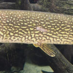 Pike are notoriously slimy, and the protein helps protect their bodies from infection and other maladies. Simonson Photo.