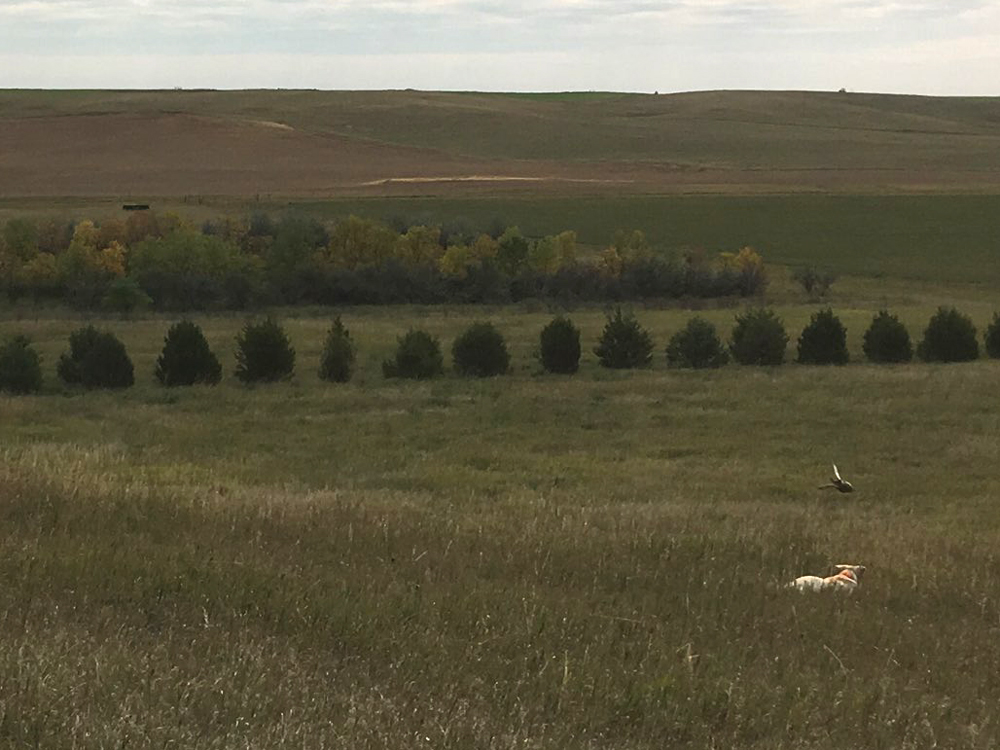 Give Chase! Keeping up with a dog on scent through the rolling hills of the prairie is an early challenge for hunters and a good goal to use as a reason for late summer physical training. Simonson Photo.