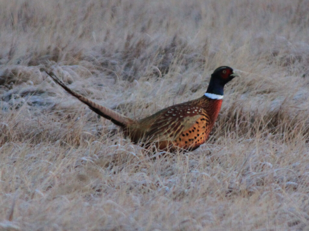 Cooler nights and shorter days signal the approach of hunting seasons for partridge, grouse and of course, pheasants. The rewards go beyond memories in the field, however, as these birds provide materials for upcoming fishing projects and success on the water.