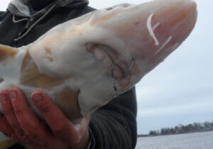 Scent Sensors. Catfish and lake sturgeon, like the one pictured here, utilize their barbels (the small whiskers around their mouths) to pick up the underwater odor of food. Scent additives for angling may be more effective on them, when compared with other species in our region. Simonson Photo.