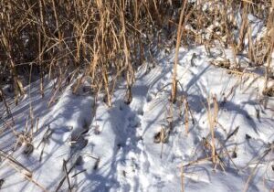 Good signs. Pheasant tracks leading into cattails provide late season upland hunters with the reassurance that birds are around, and a flushing rooster could be the reward for a challenging walk through snow and heavy cover. Simonson Photo.